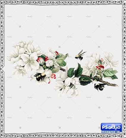 وکتور لایه باز عسل