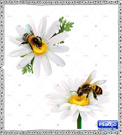 طرح وکتور زنبور عسل