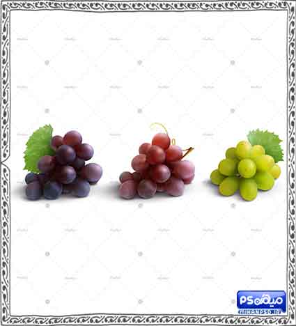 وکتور لایه باز انگور