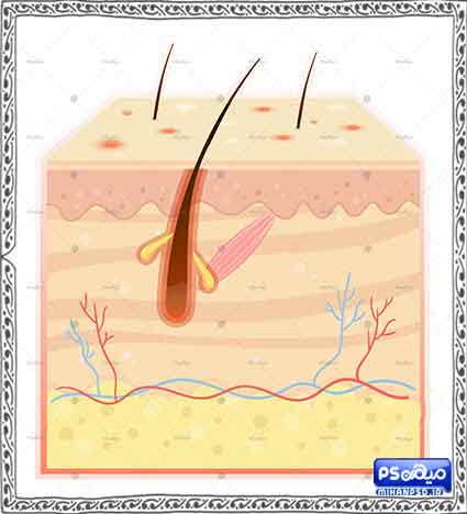 وکتور پوست و مو