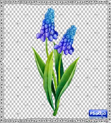 وکتور گل سنبل