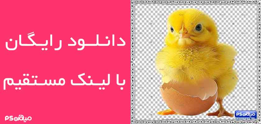 وکتور لایه باز جوجه
