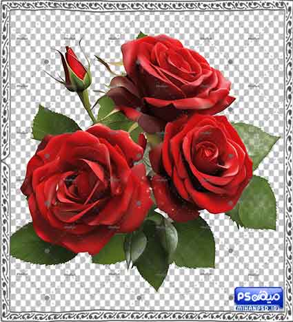 دانلود وکتور گل رز