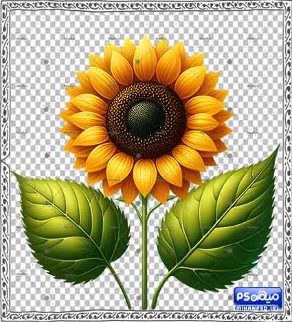 وکتور گل آفتاب گردان