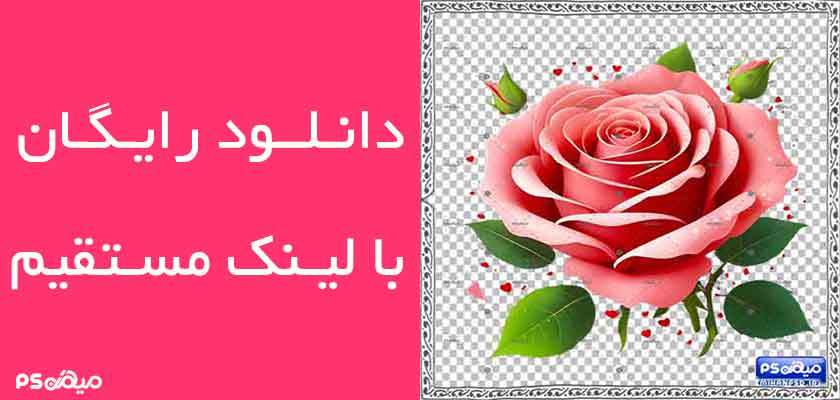 دانلود وکتور گل رز