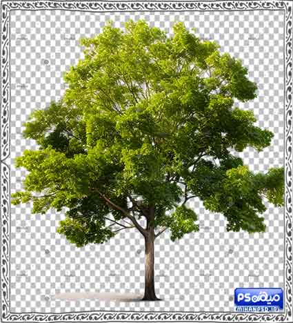 وکتور رنگی درخت