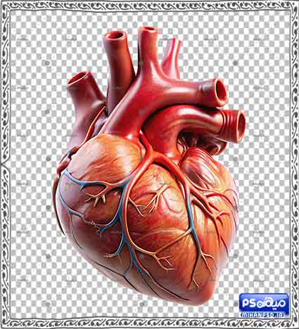 طرح وکتور قلب 