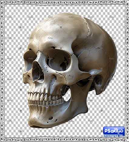 طرح وکتور جمجمه