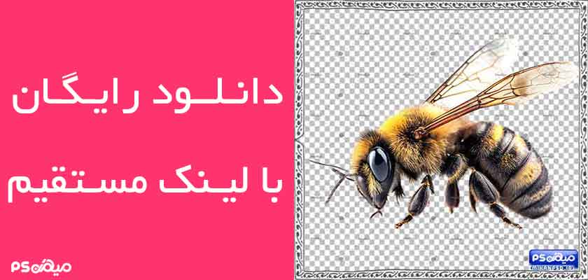 دانلود وکتور زنبور عسل