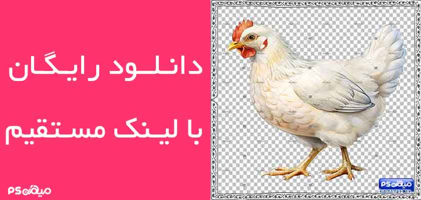 وکتور رایگان مرغ