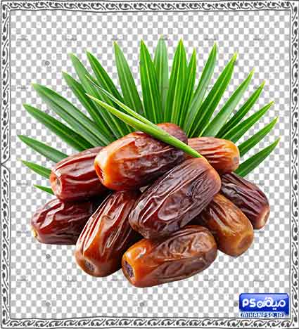 دانلود وکتور خرما