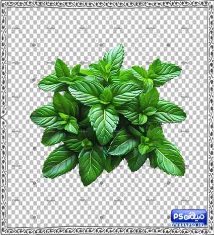 وکتور گل و گیاه