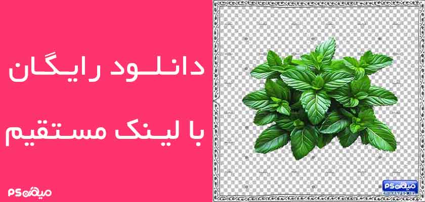 دانلود وکتور نعناع