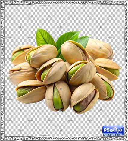 وکتور آجیل و خشکبار