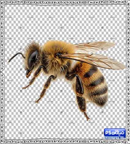 وکتور زنبور عسل