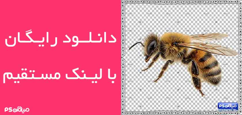 دانلود وکتور زنبور عسل