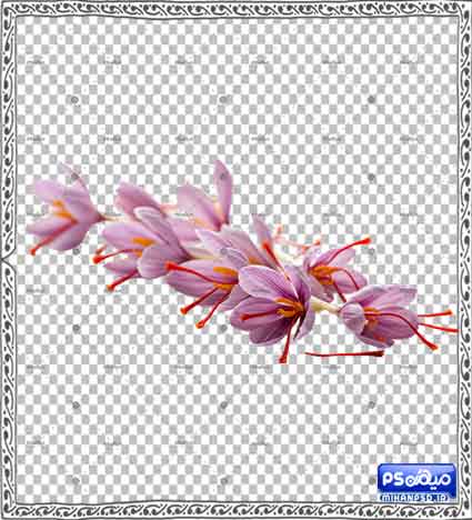 دانلود وکتور گل زعفران