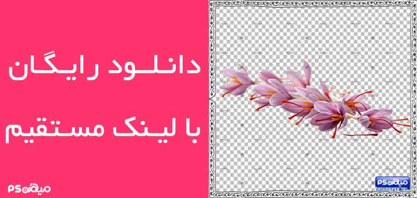 دانلود وکتور زعفران