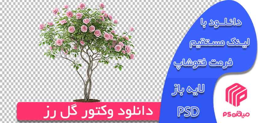 دانلود وکتور گل رز رایگان اماده استفاده و طراحی در فتوشاپ