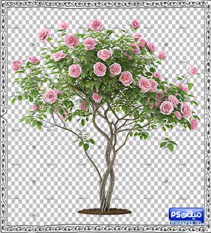 وکتور png گل رز رایگان برای طراحی
