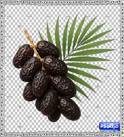طرح رایگان وکتور خرما با فرمت png