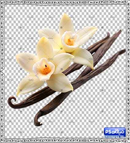 وکتور png وانیل