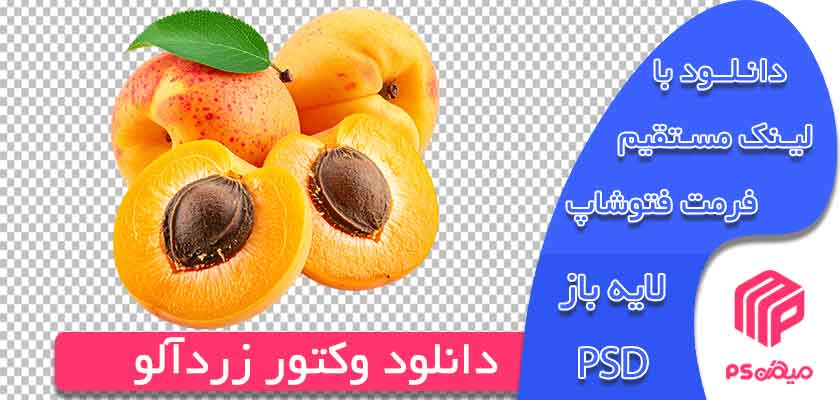 دانلود وکتور زردآلو png آماده جهت استفاده و چاپ